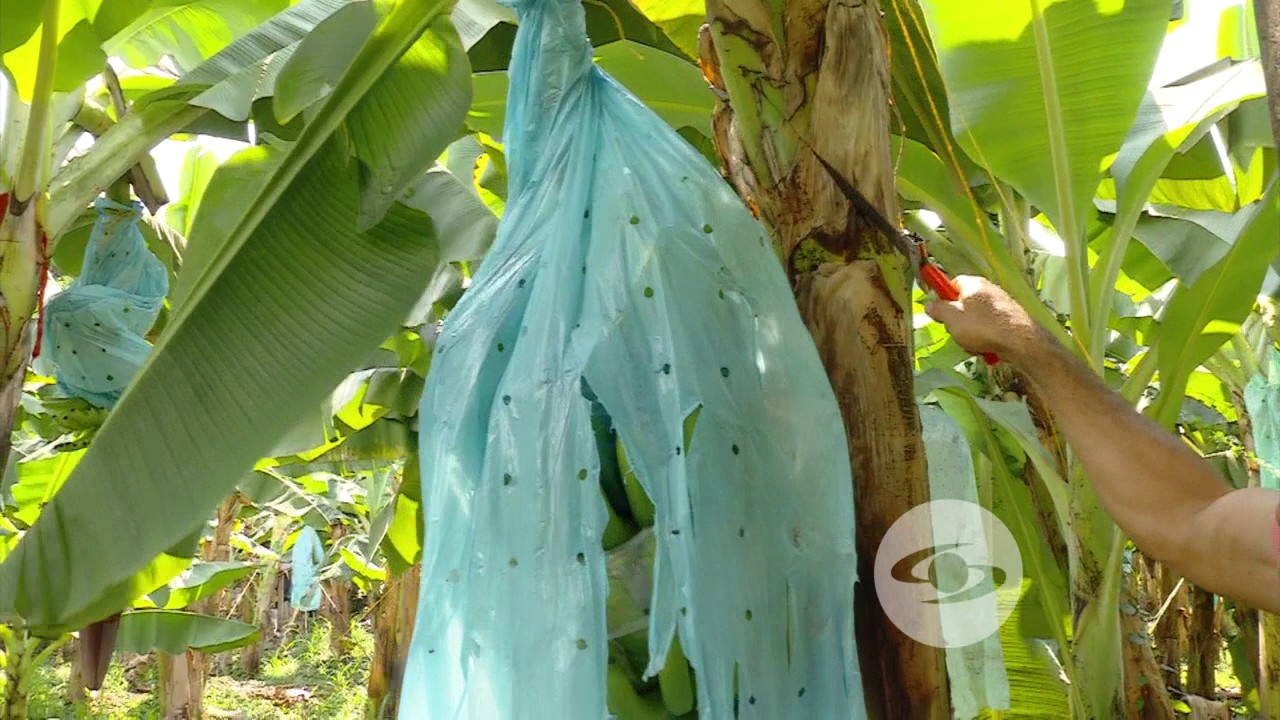 Desde el magdalena aprenderemos todo sobre el banano | La Finca de Hoy