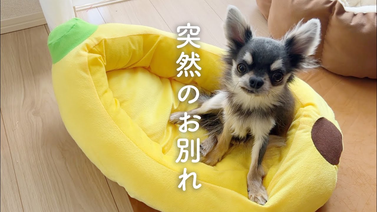 悲しいお知らせ。まだ１０ヶ月でシオンくんが旅立ちました。