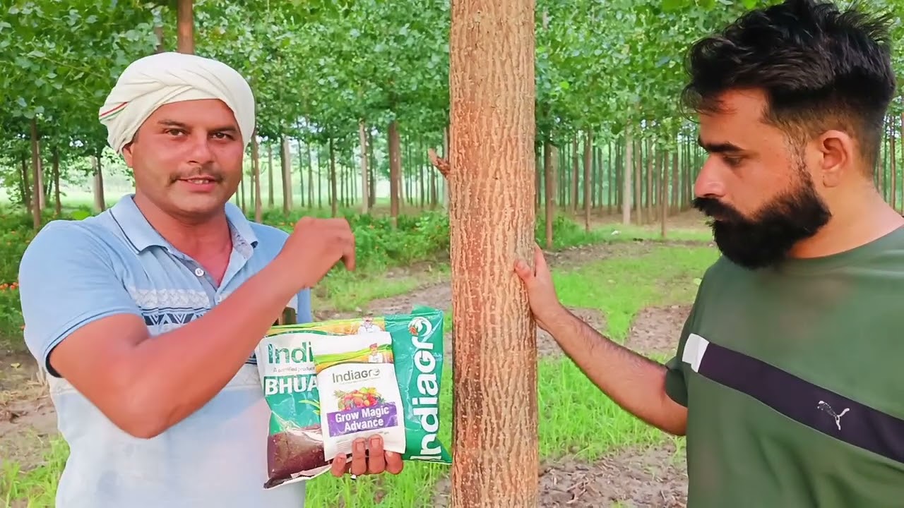 किसान के इस खाद डालने से पोपुलर पेड़ हुए 1 वर्ष छ: महीने में 20 Inch के😱😱#popular#trending