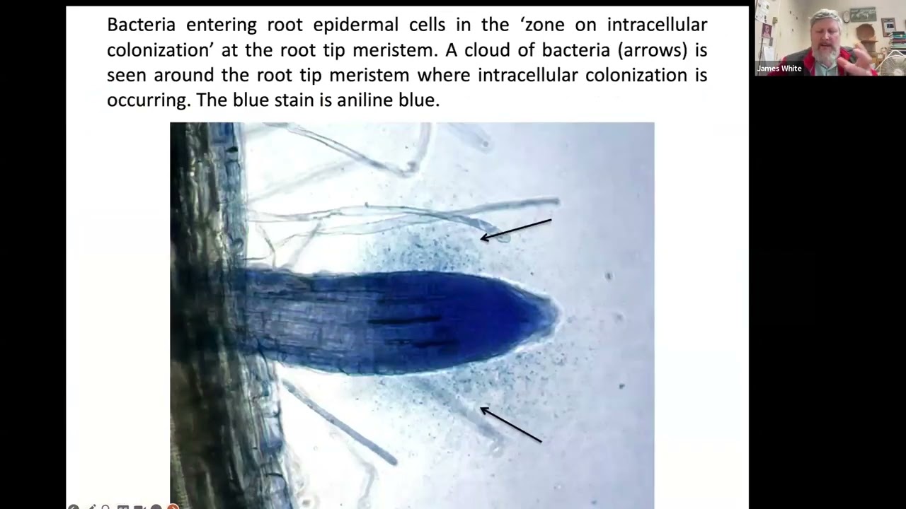 A Conversation with Dr. James White: A Look at the Rhizophagy Cycle