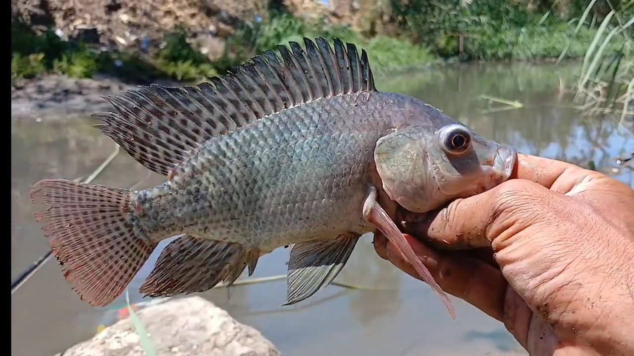 سمك عنيد في ترعة مجنونة.. تحدي الصيد الحقيقي