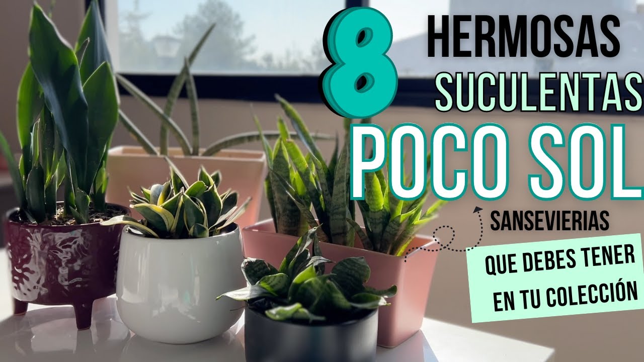8 Sansevierias, Dracaenas que debes tener en tu colecci&oacute;n