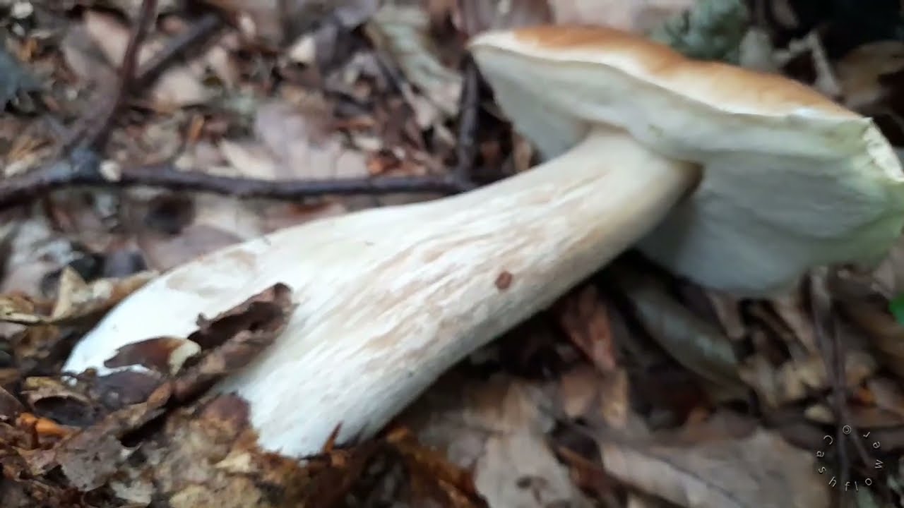 9 Edible Boletes Of The Weekend (Boletus, Neoboletus, Imleria, Suillus, ...)