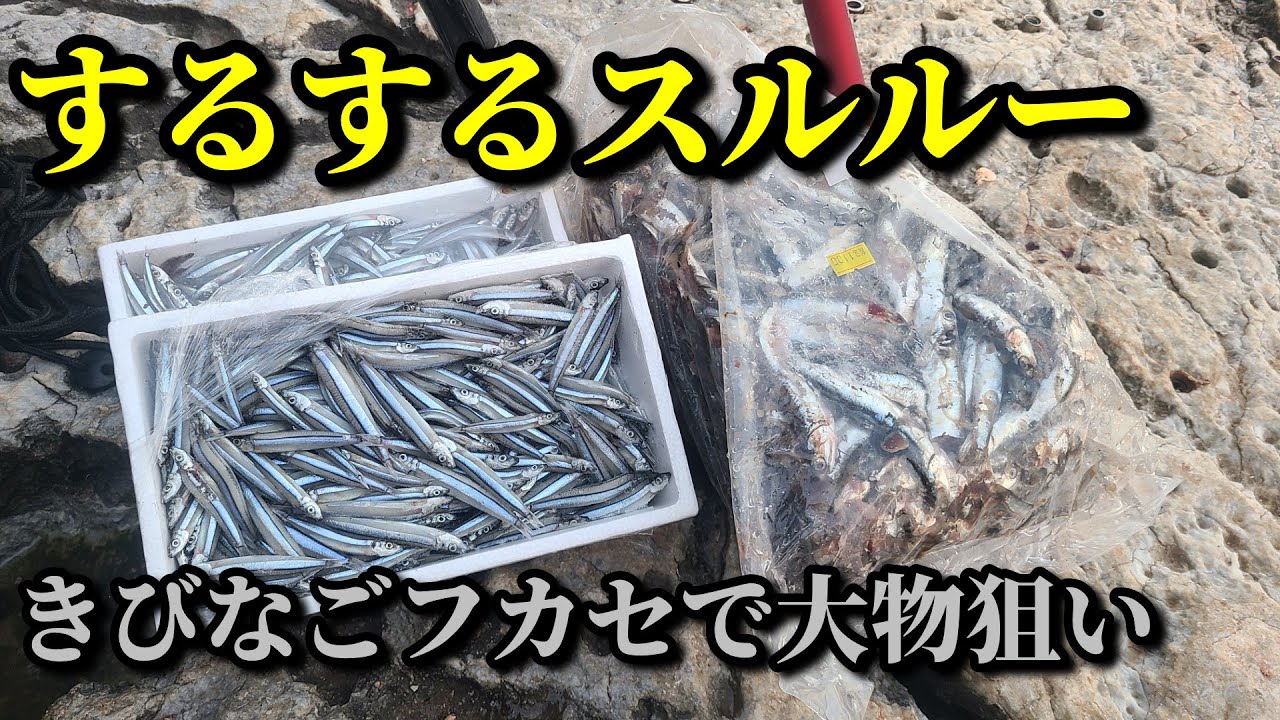 【するするスルルー】大物のいる磯でキビナゴフカセやってみたら・・・