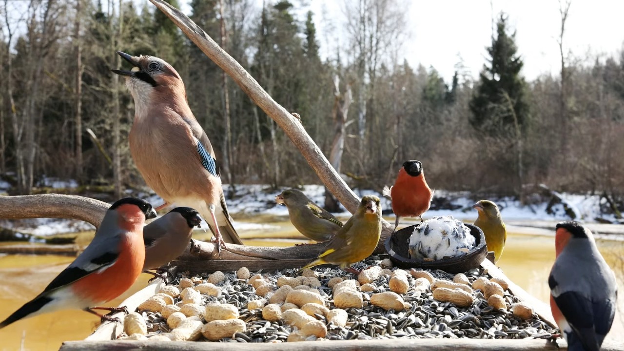 🔴 Forest Bird Feeder | Relaxing Nature Sounds from the Forest [ 2026/3/8 ]