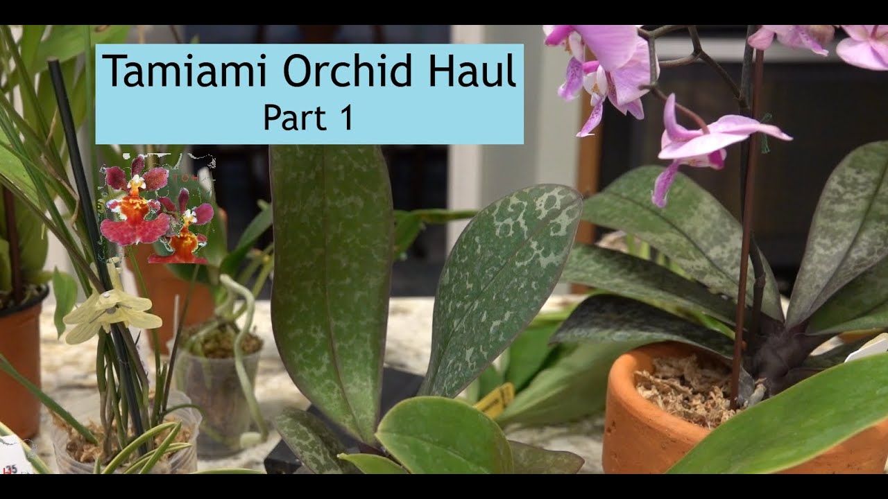 Tamiami Orchid Show Haul - Part 1 | How Many Orchids Did I Buy?