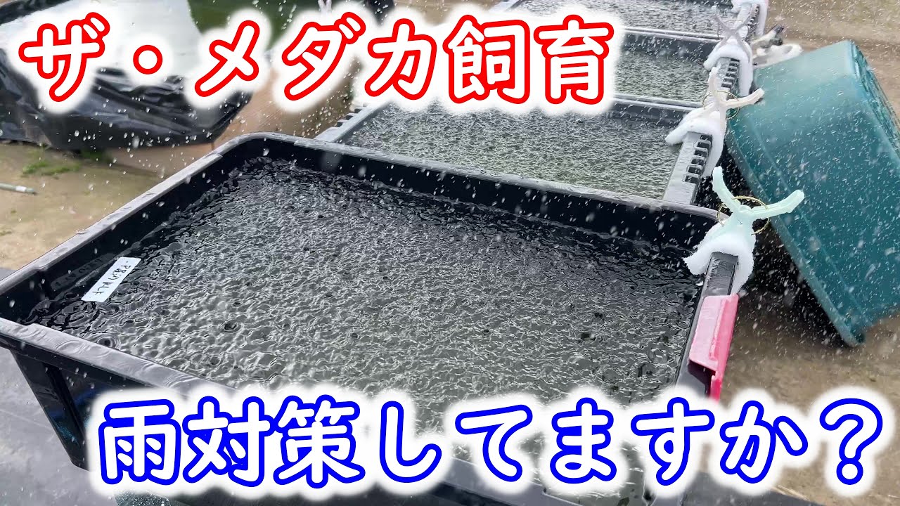 【めだか】ザ・メダカ飼育　飼育容器の紹介と雨対策。Ｂ型おやじ