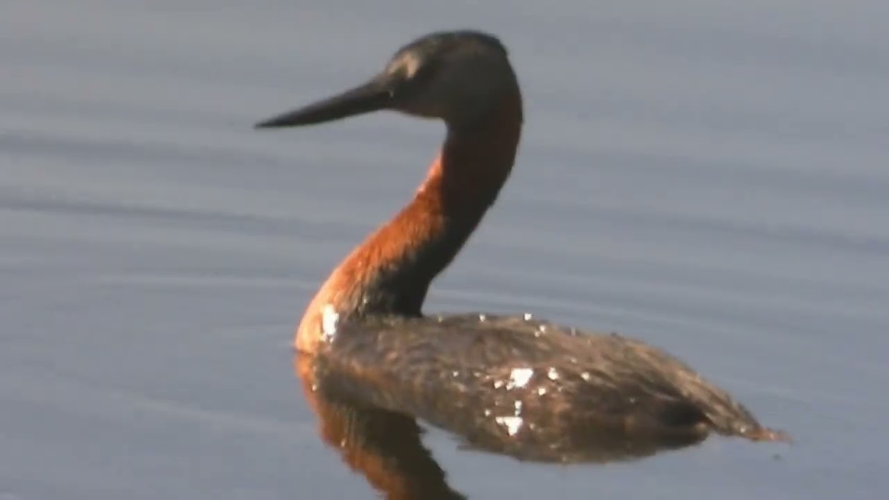 Nidos y plantas en una laguna Patos y Macáes Santa Fe Argentina 2026