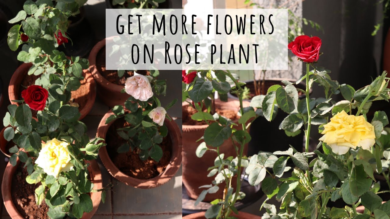 How to Get More Flowers on Rose Plant | Garden Up