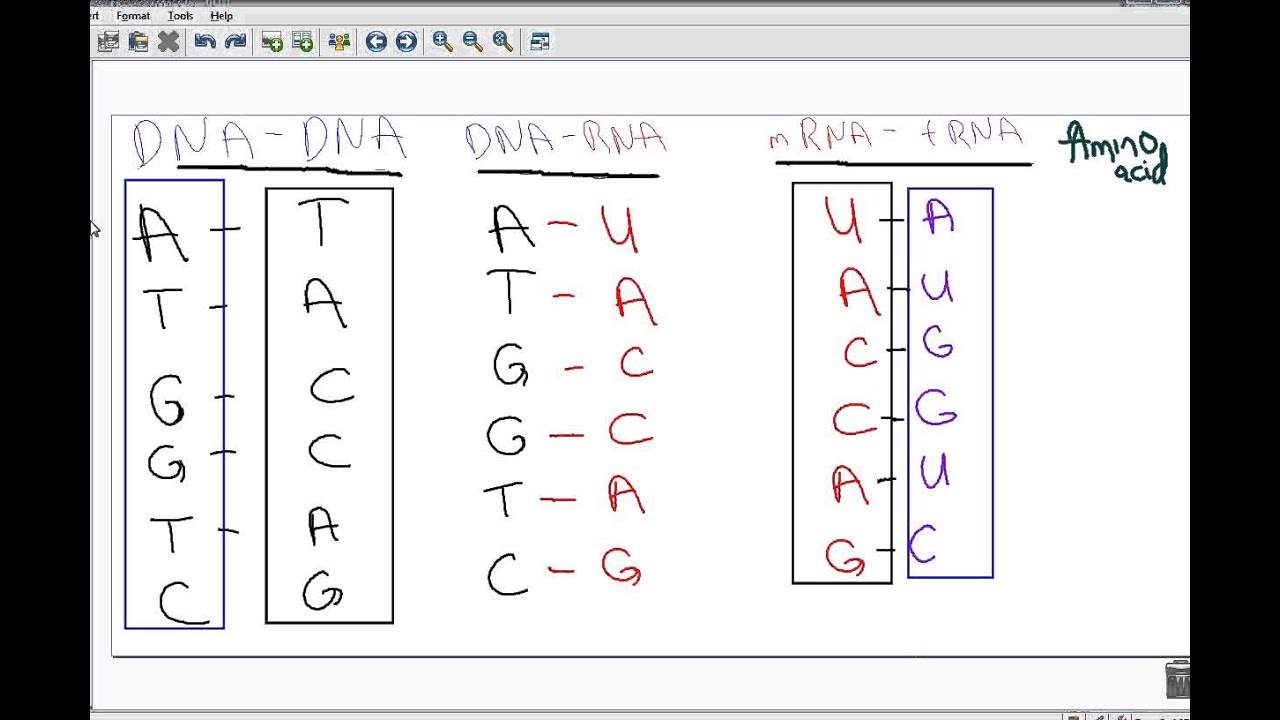 From DNA to Proteins