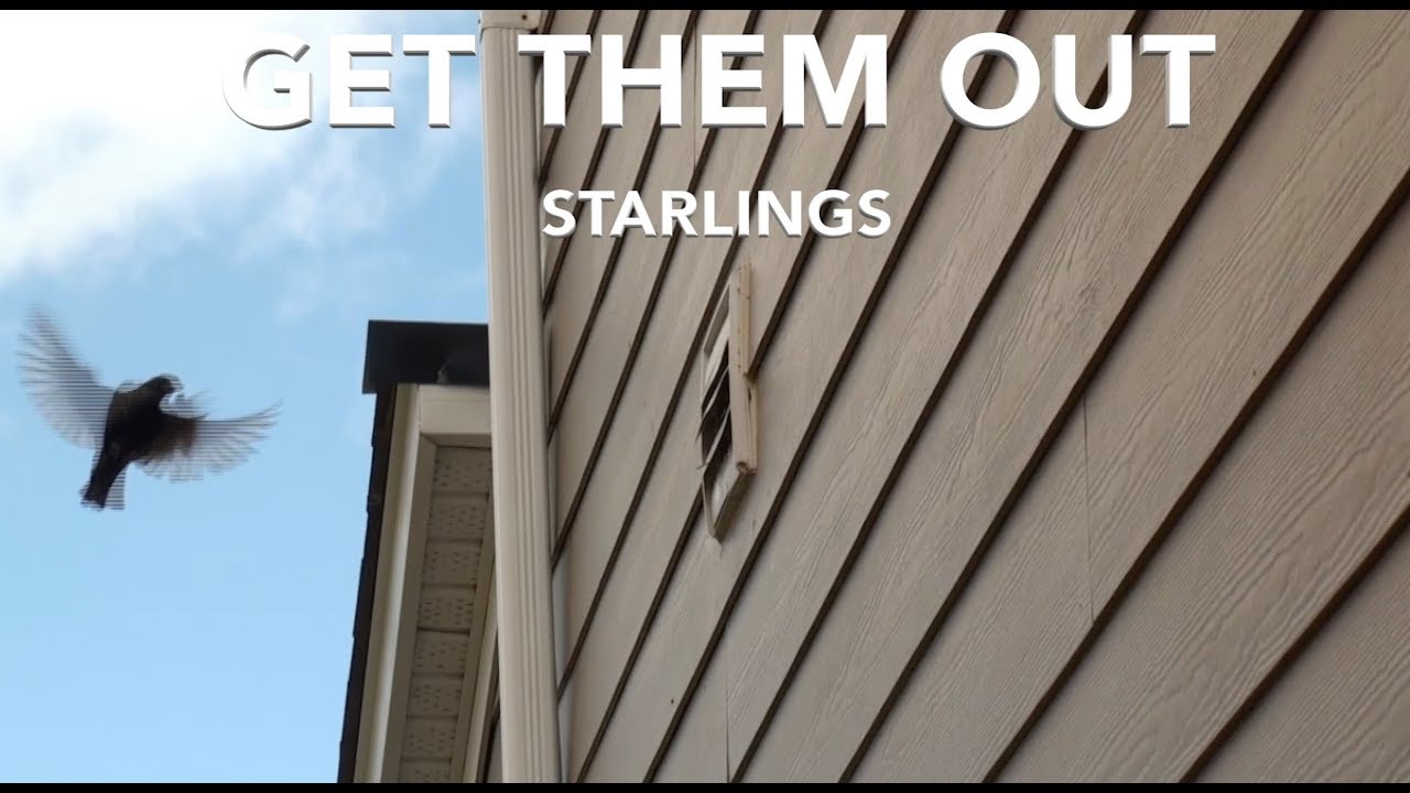 Get Starlings Out