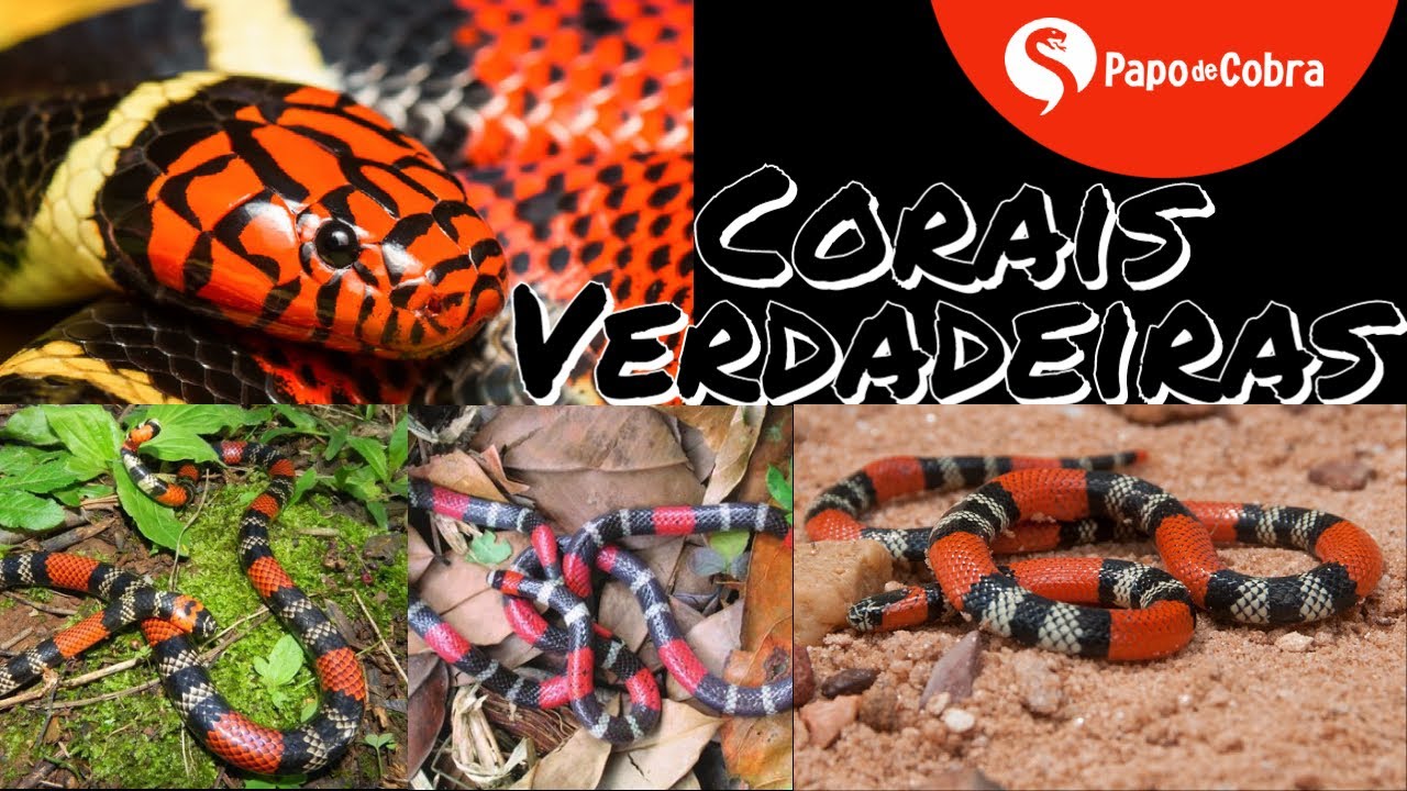 Corais verdadeiras - os padrões de cor | Papo de Cobra