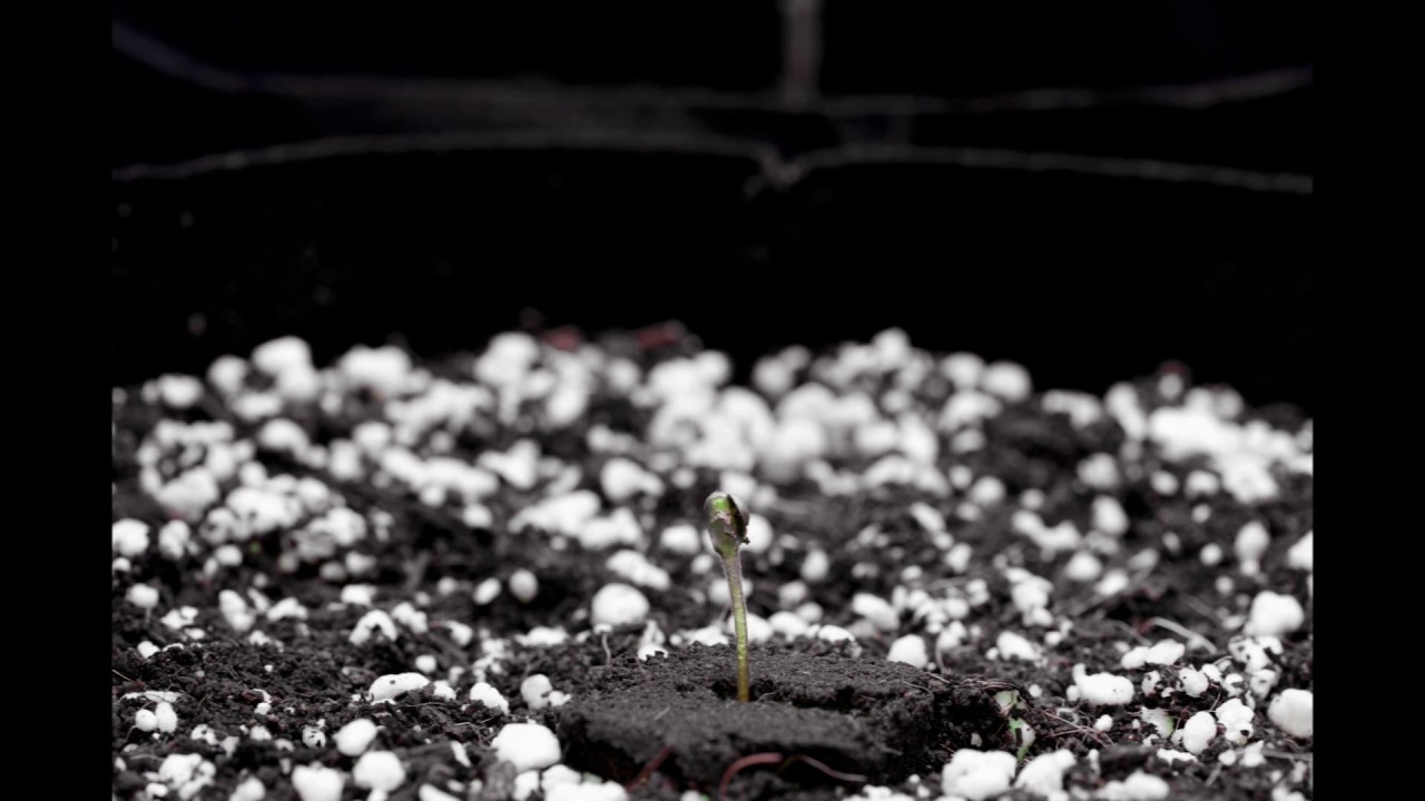 [DINAFEM] Moby Dick XXL Early Seedling Stage
