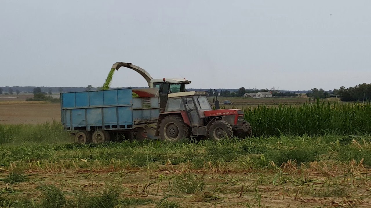 Akcja kukurydza 2018 w Brzysko - Rol