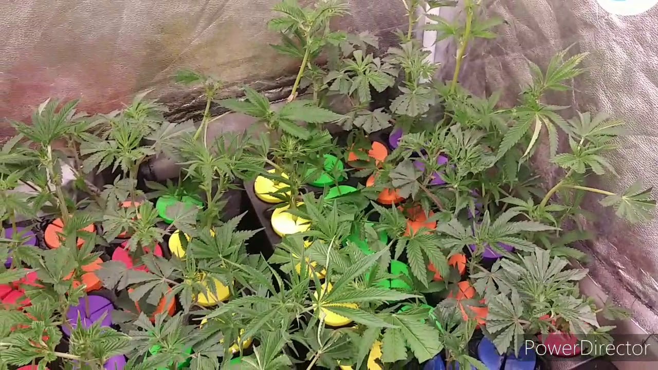 Samsung 301b 720watt 5x5 week 2, clones 420girl genetics and more!...