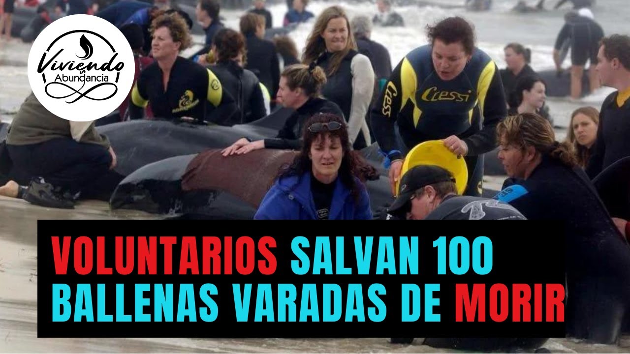 La increíble hazaña de los voluntarios que salvaron a 100 ballenas varadas en Nueva Zelanda