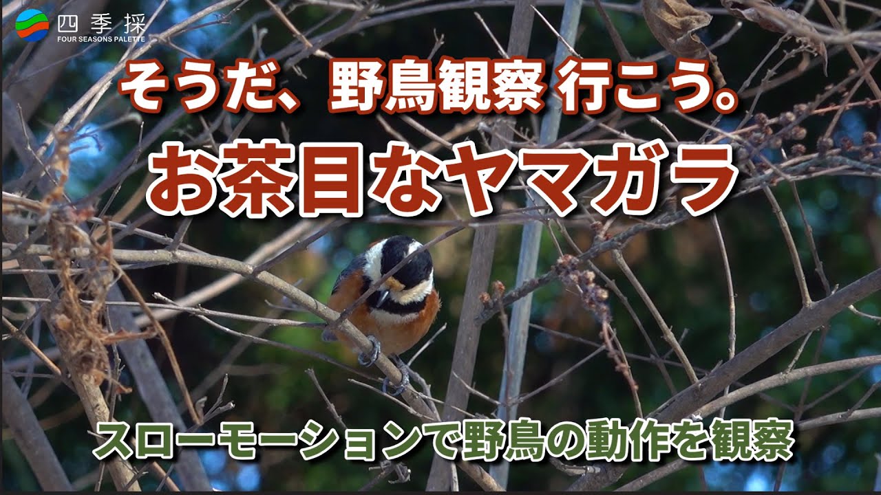 スローモーションで贈るお茶目なヤマガラの動作｜【野鳥観察】ひたすらヤマガラ｜【野鳥図鑑】人懐っこいヤマガラをスローモーションで　#ヤマガラ #野鳥 #shorts