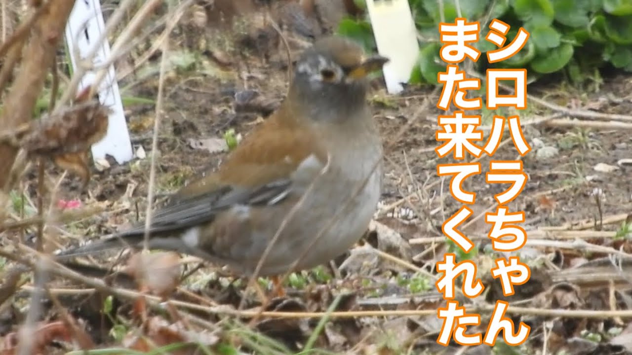 まるおの母　まるこの宿根草と低木の庭　2026 03 03 ひな祭り🎎の庭に冷たい雨が降って来た。小雨の中、鳥たちが次々にやって来る。もう会えないと思っていたシロハラに歓喜😀😃🥲また来てね👋🐦
