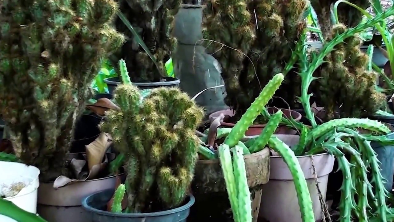 Cactos, Suculentas, Plantas r&uacute;sticas, Como fazer mudas, Cultivando vidas,