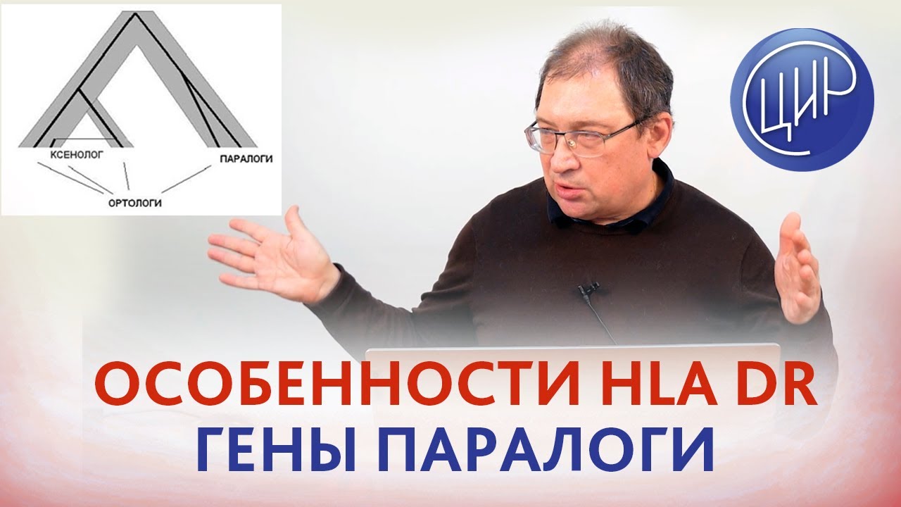Особенности HLA DR. Гены паралоги. Рассказывает Гузов И.И.