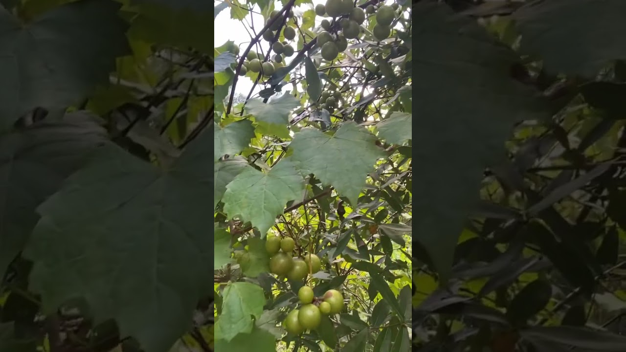 #muscadines #muscadine #fruit #grapes #floridagrapes