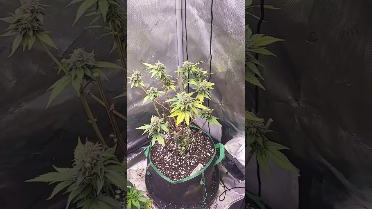 Shoreline Skunk getting revegged to become a mother plant.