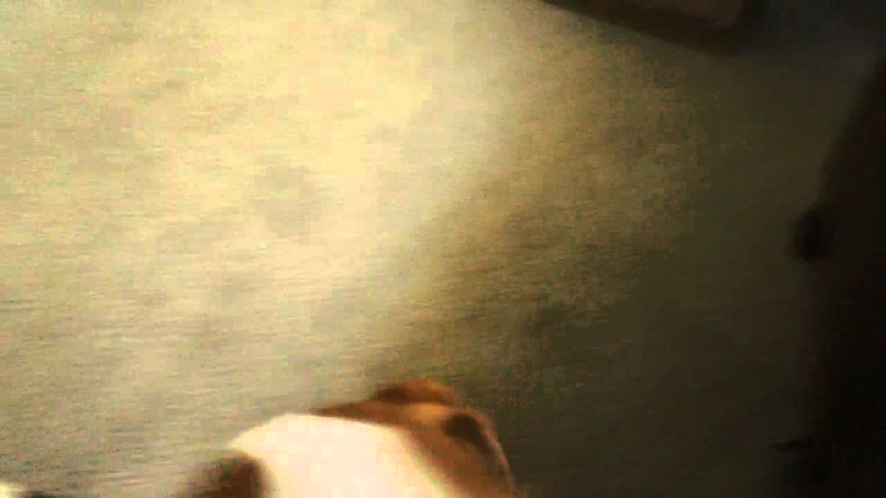 Beagle Chases Tail