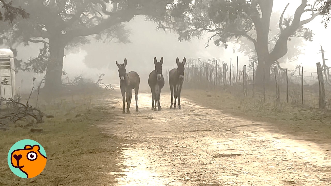 Rescued Donkey Disappeared From Ranch, Came Back With Surprise! | Cuddle Buddies