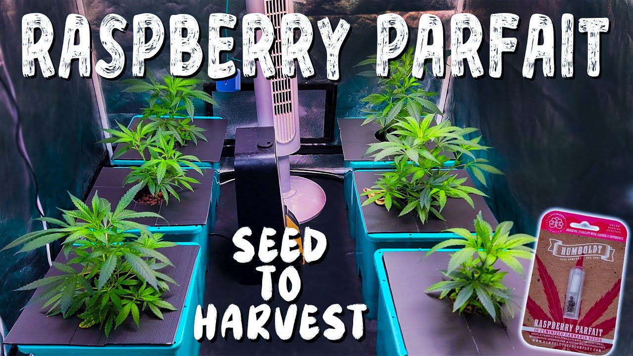 Raspberry Parfait - Seed to Harvest (Humboldt Seeds | Aircube) S1E1