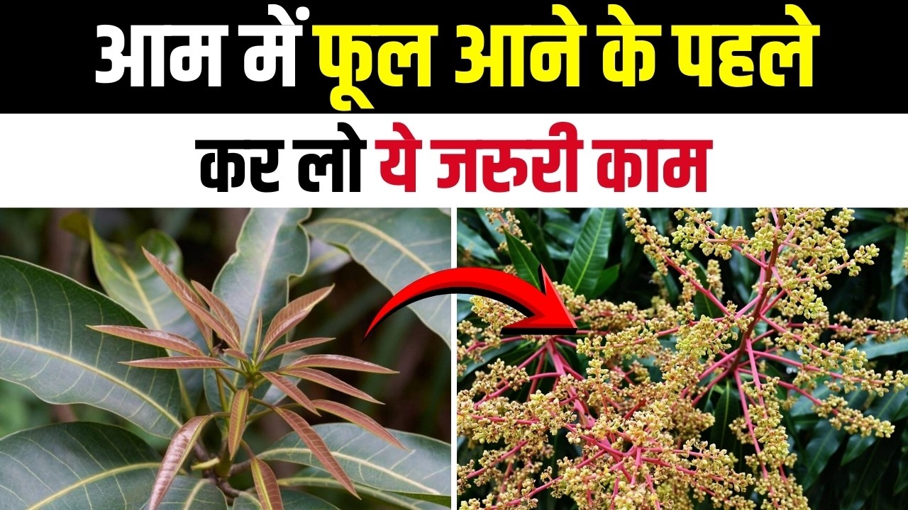 आम में फूल आने से पहले कर लो ये जरूरी काम! एक स्प्रे से रोग खत्म, कीट साफ, फूल दोगुने!