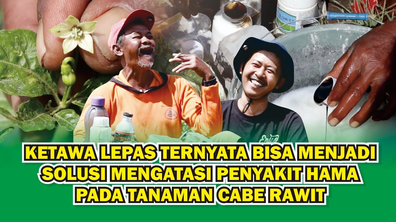 cara mengatasi hama pada tanaman cabe rawit versi Mbah Wito | Bisa dicoba dikebun anda!!