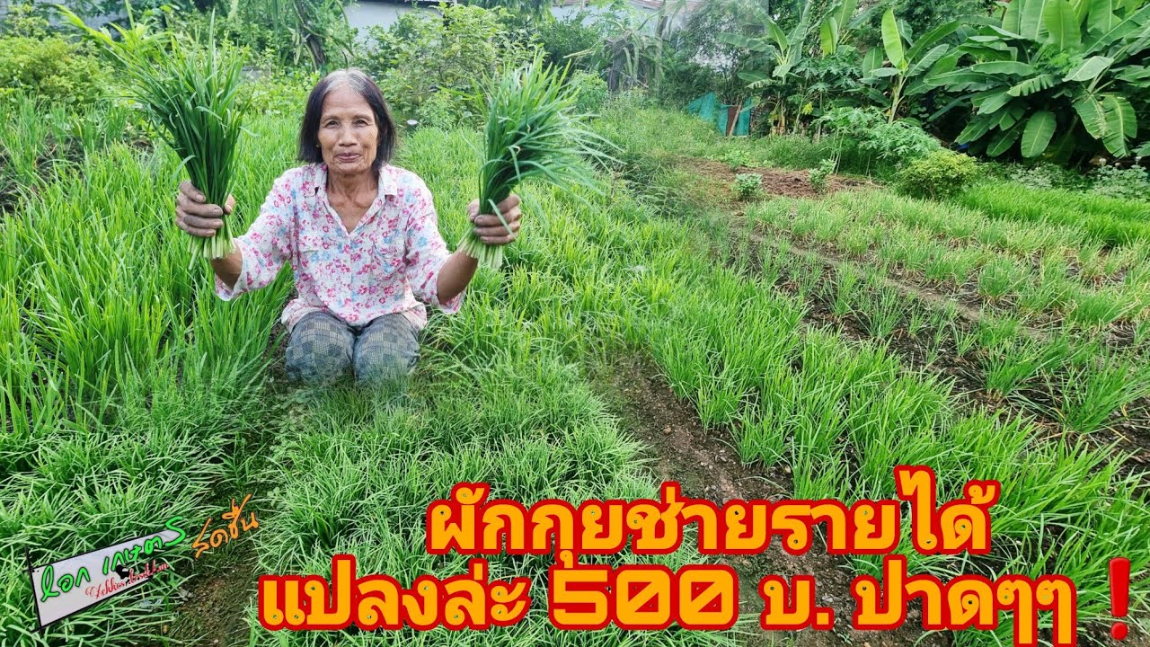 วิธีปลูกผักกุยช่ายให้ได้แปลงละ 500  เงิน ลงทุนแค่60บ.