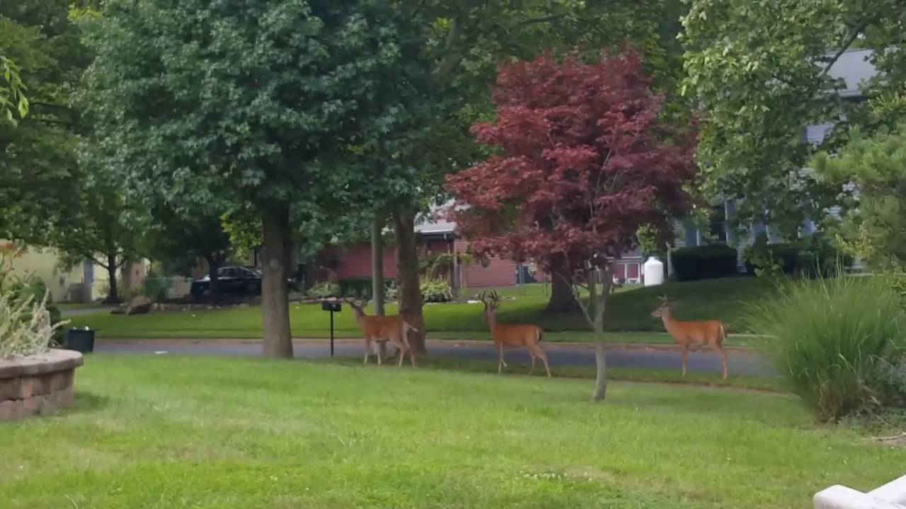 Bucks County Fuel - Amazing and beautiful experience watching these Bucks.