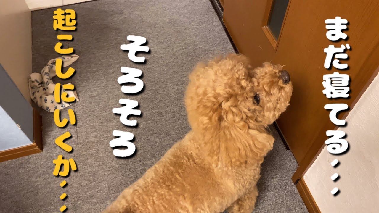 ベルの朝ごはんは、パパ起こしてから