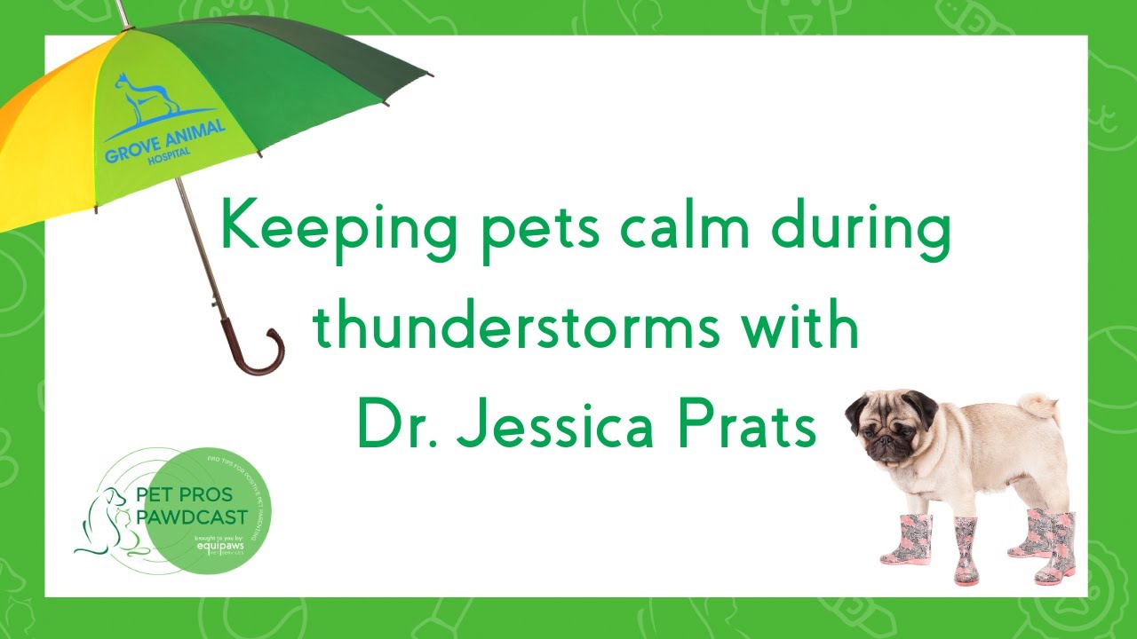 How to keep your pets calm during thunderstorms in Miami!