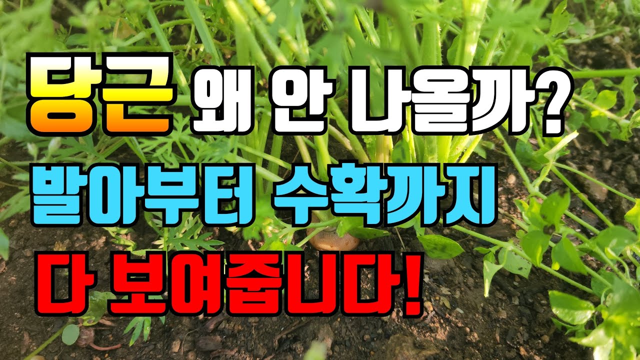 “모르는 사람 많아요… 당근 키우기의 모든 것!”