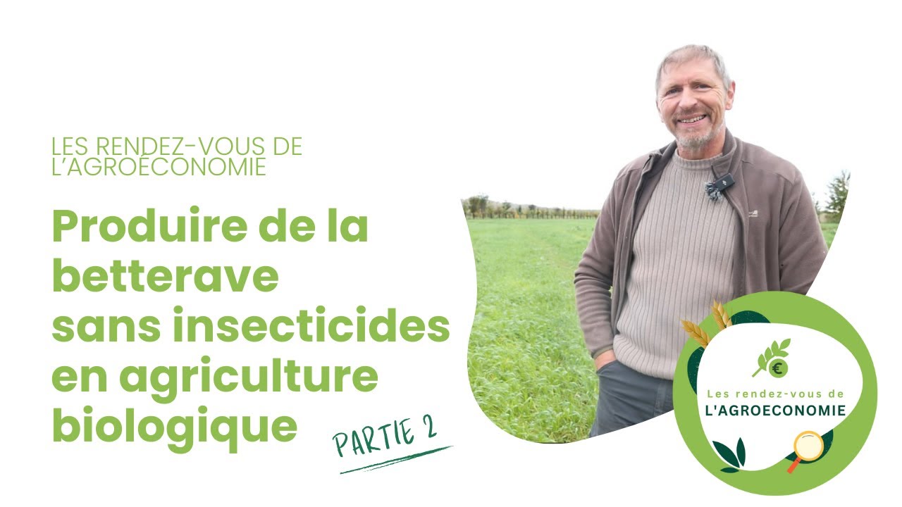 Produire de la betterave sans insecticides en agriculture biologique - partie 2
