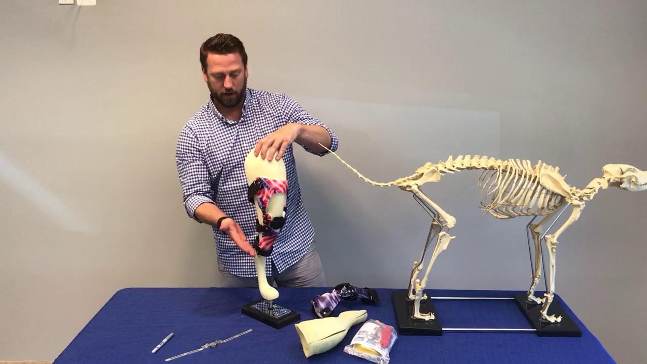 How to fit a dog knee brace | AOC Pet | Animal Ortho Care