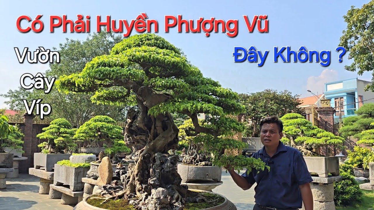 ANH MINH DƯỠNG & NHIỀU ANH TÀI * Kính Nể Vườn Cây ĐẲNG CẤP NÀY ! Nv em Đức Anh - Phú Thọ .