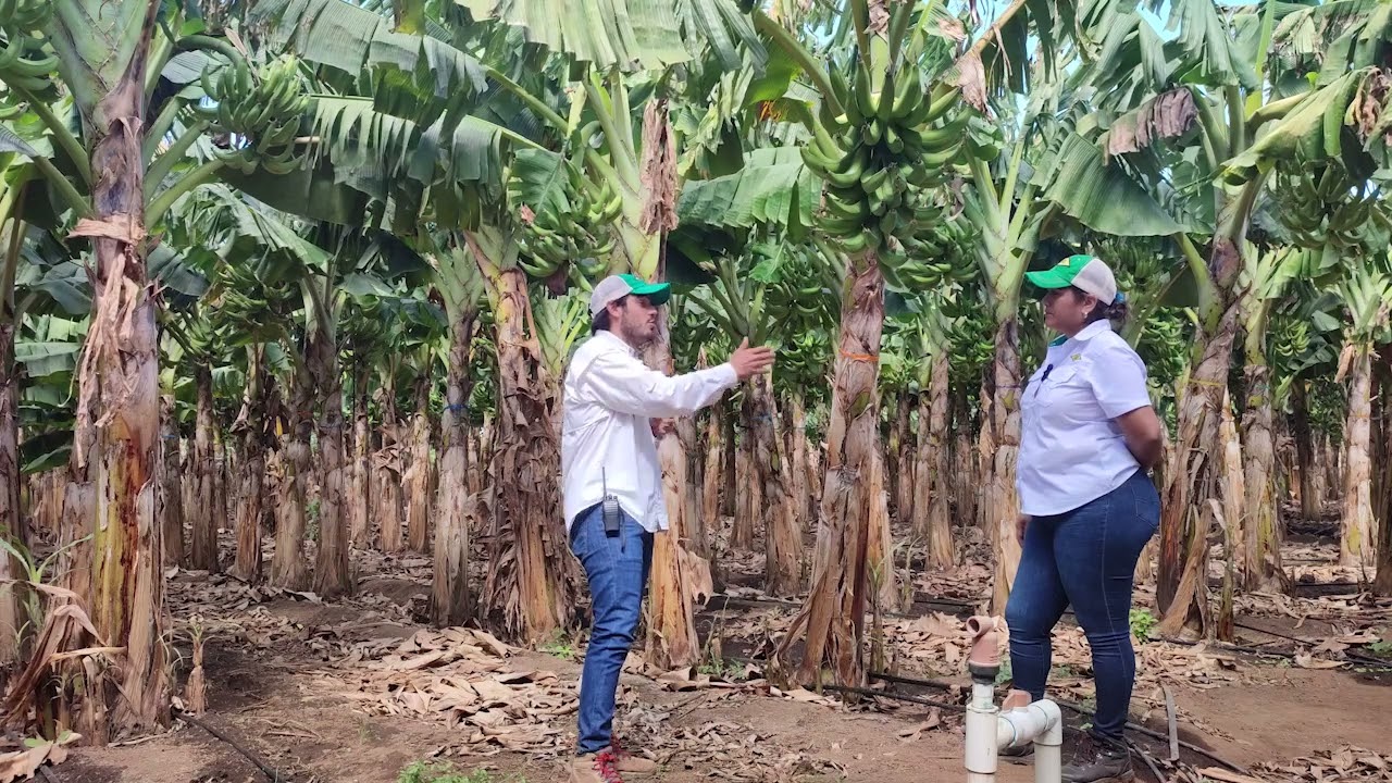 Incremento de producción de plátano en finca Palo Verde