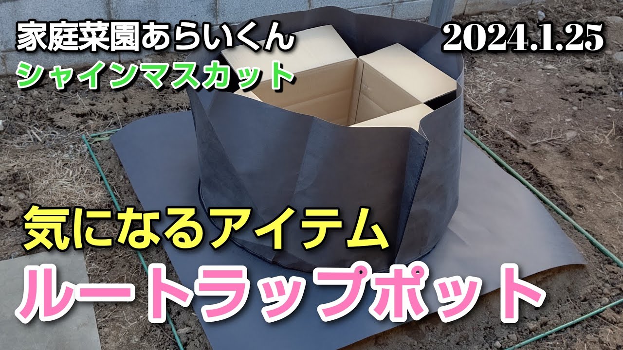【ぶどう栽培アイテムレビュー】第１４１回、ルートラップポットの魅力に迫る【根域制限栽培】