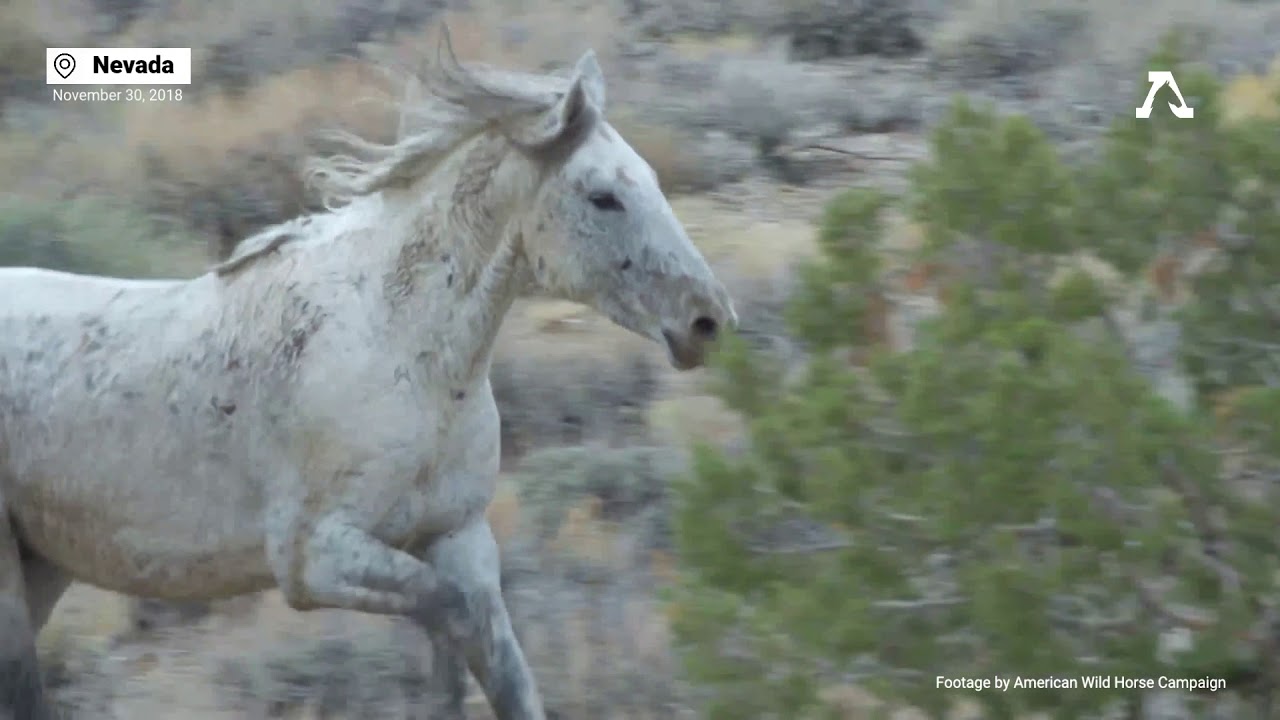 November 30, 2018: Wild Horse's Daring Escape from Capture During Cruel Gov’t Roundup