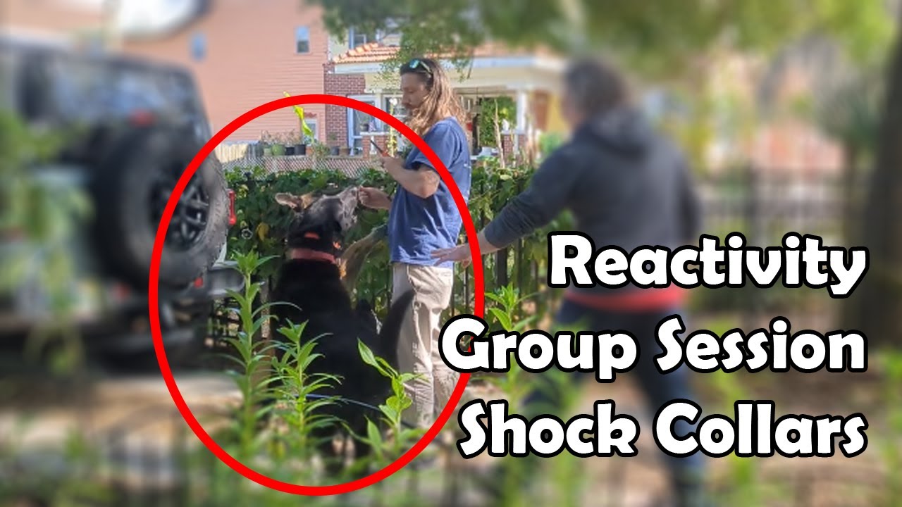 REACTIVE DOGS | Sammy Session 4 | Group Session with Shock Collars