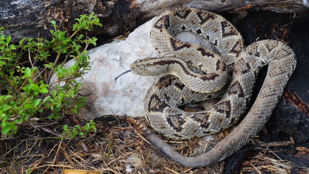 Herping Yucatán, Mexico 2025: Rattlesnakes, Boas, Cenotes, & More!