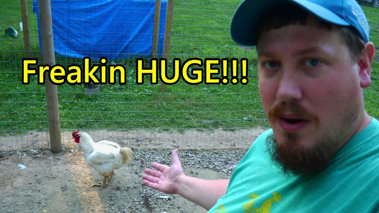GIANT Chicken thinks he's a TURKEY (Plus Fryer Rabbits)