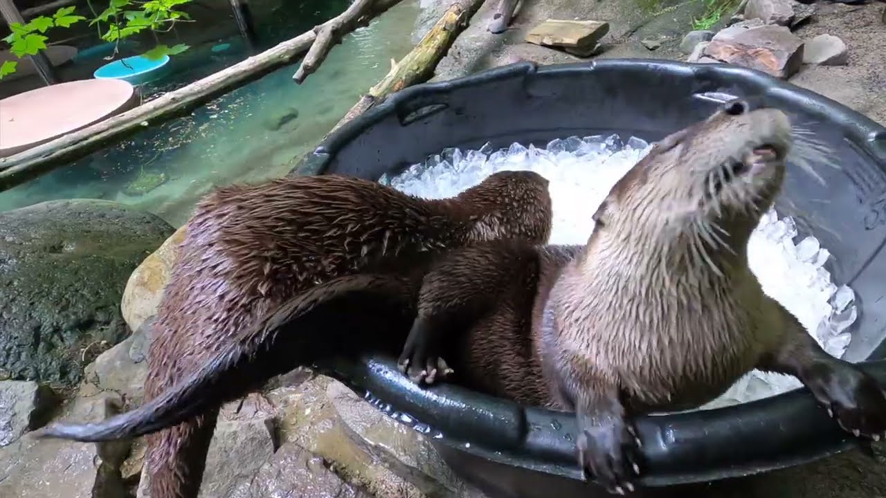 River Otters Rascal Around In Tub Filled With Ice