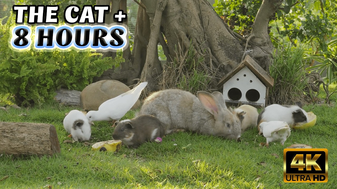 TV FOR CATS - TV for Smart Cats (Bengals, Siamese & More!): 8-Hour ULTIMATE @Nature 4K TV 103