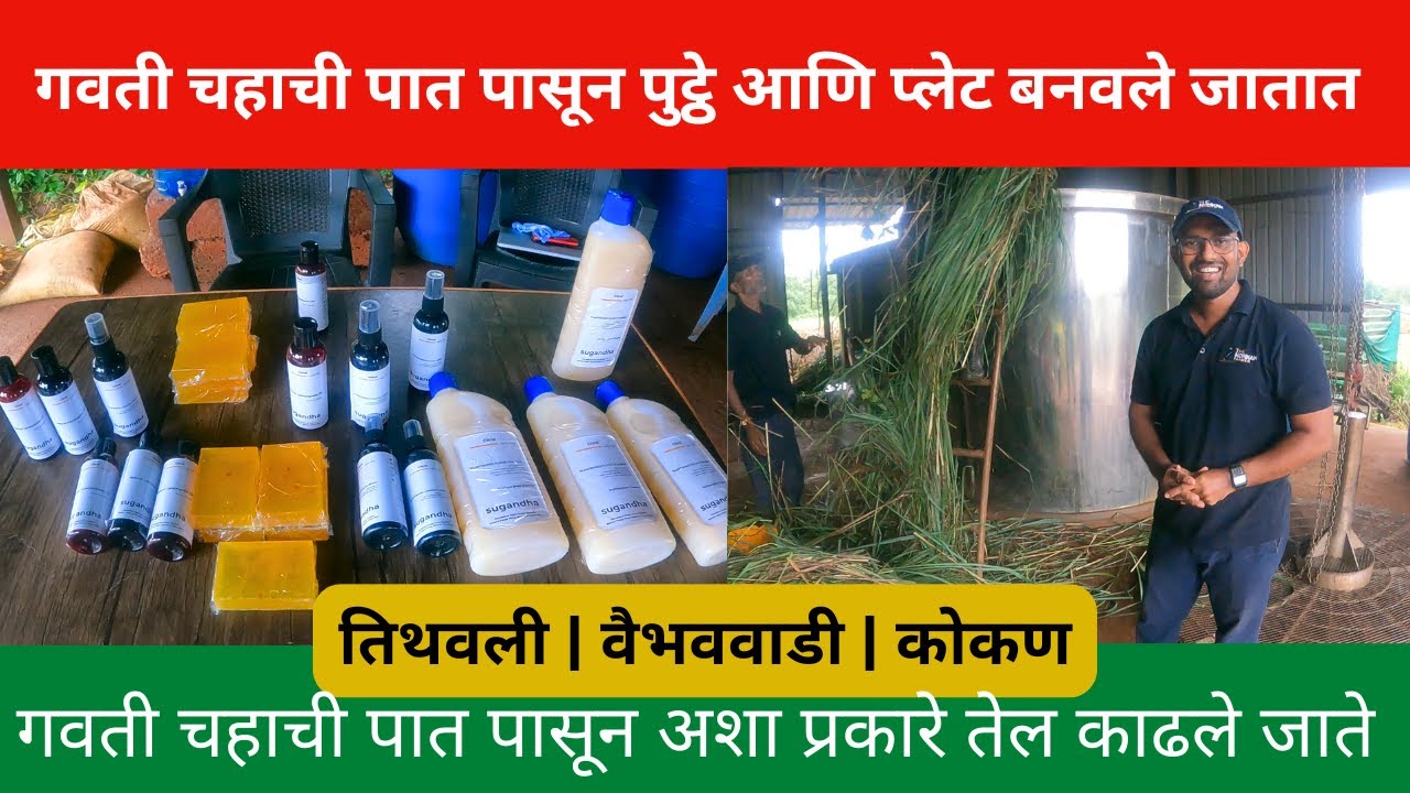 गवती चहाची पात पासून तेल | पुट्ठे आणि प्लेट बनवले जातात | Sugandha | lemon grass farming | kokan