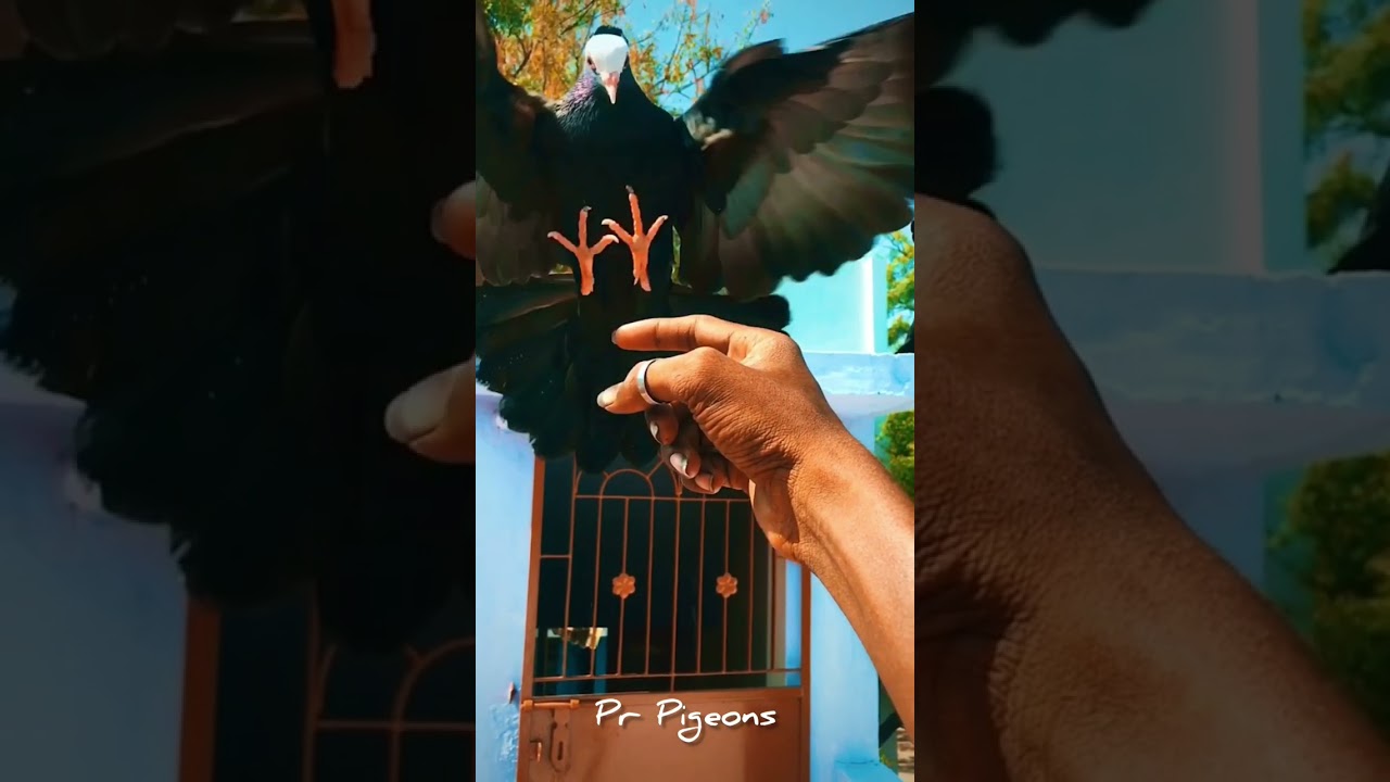 😍🤍🖤Nanbiye nanbiye ❤️&zwj;🔥 | pigeon love | fancy pigeon | Muski | #pigeon #fancypigeon #shorts