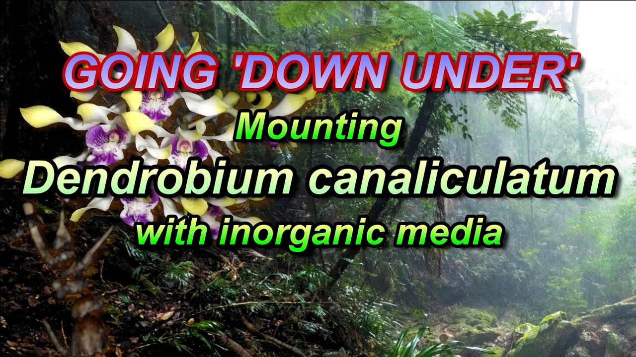 GOING 'DOWN UNDER' - Mounting Dendrobium canaliculatum with inorganic media